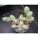 Trichocereus bridgesii var. monstrosus gro&szlig; !