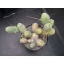 Trichocereus bridgesii var. monstrosus gro&szlig; !