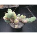 Trichocereus bridgesii var. monstrosus gro&szlig; !