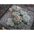 Lophophora williamsii var. caespitosa 15cm Schaupflanze !!