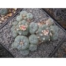 Lophophora williamsii var. caespitosa 15cm Schaupflanze !!