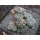 Lophophora williamsii var. caespitosa 15cm Schaupflanze !!
