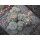 Lophophora williamsii var. caespitosa 15cm Schaupflanze !!
