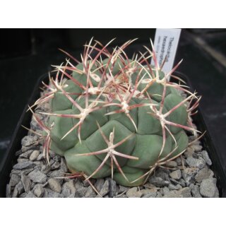 Thelocactus hexaedrophorus 7cm gro&szlig; und wurzelecht !