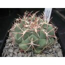Thelocactus hexaedrophorus 7cm gro&szlig; und wurzelecht !