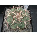 Thelocactus hexaedrophorus 7cm gro&szlig; und wurzelecht !