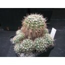 Gymnocalycium bruchii var.enorme gro&szlig; u. frosthart / 10cm