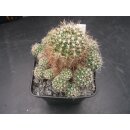 Gymnocalycium bruchii var.enorme gro&szlig; u. frosthart / 10cm