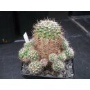 Gymnocalycium bruchii var.enorme gro&szlig; u. frosthart / 10cm