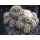 Gymnocalycium bruchii var.enorme gro&szlig; u. frosthart...