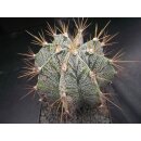 Astrophytum ornatum var. mirbelli 14cm   !