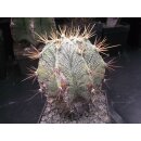 Astrophytum ornatum var. mirbelli 14cm   !