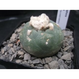 Lophophora diffusa 4,5cm wurzelecht !