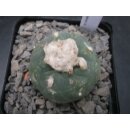 Lophophora diffusa 4,5cm wurzelecht !