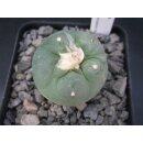 Lophophora diffusa 4cm wurzelecht !