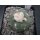 Lophophora diffusa 4,5cm wurzelecht !