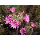 Mammillaria mazatlensis wurzelecht !!