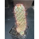 Mammillaria mazatlensis wurzelecht !!
