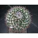 Mammillaria magnimamma gro&szlig;e Altpflanze 14cm !