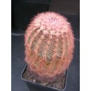 Echinocereus pectinatus (7)  !!