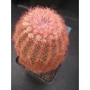 Echinocereus pectinatus (7)  !!