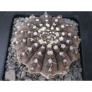 Gymnocalycium asterium Altpflanze !
