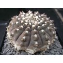 Gymnocalycium asterium Altpflanze !