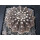 Gymnocalycium asterium Altpflanze !