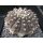 Gymnocalycium asterium Altpflanze !
