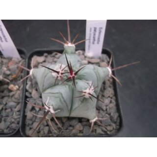Echinocactus platyacanthus Nachzuchtpflanzen !!