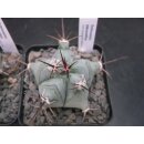 Echinocactus platyacanthus Nachzuchtpflanzen !!