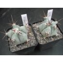 Echinocactus platyacanthus Nachzuchtpflanzen !!