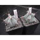 Echinocactus platyacanthus Nachzuchtpflanzen !!