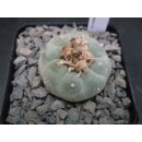 Lophophora fricii 4,5cm wurzelecht !