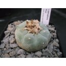 Lophophora fricii 4,5cm wurzelecht !
