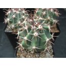 Ferocactus spec. -San Carlos- gro&szlig;e Nachzuchtpflanzen 6cm  !!