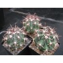 Ferocactus spec. -San Carlos- gro&szlig;e Nachzuchtpflanzen 6cm  !!