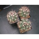 Ferocactus spec. -San Carlos- gro&szlig;e Nachzuchtpflanzen 6cm  !!