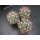 Ferocactus spec. -San Carlos- gro&szlig;e Nachzuchtpflanzen 6cm  !!