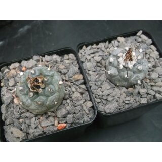 Turbinicarpus schwarzii Nachzuchtpflanzen 3,5cm !!