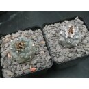 Turbinicarpus schwarzii Nachzuchtpflanzen 3,5cm !!