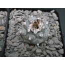 Turbinicarpus schwarzii Nachzuchtpflanzen 3,5cm !!