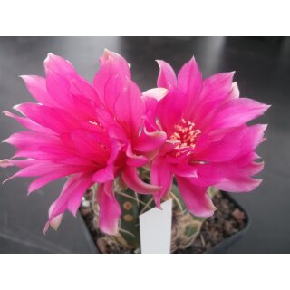 Gymnocalycium denudatum CV Jan-Suba  !