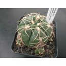 Gymnocalycium denudatum CV Jan-Suba  !