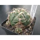 Gymnocalycium denudatum CV Jan-Suba  !