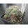Gymnocalycium denudatum CV Jan-Suba  !