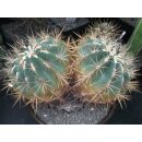 Ferocactus histrix ( XL Solit&auml;rpflanze)  32cm!!