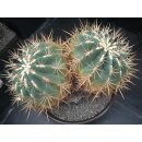 Ferocactus histrix ( XL Solit&auml;rpflanze)  32cm!!