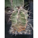 Echinocereus triglochidiatus gro&szlig; und absolut...