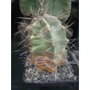 Echinocereus triglochidiatus gro&szlig; und absolut winterhart !!